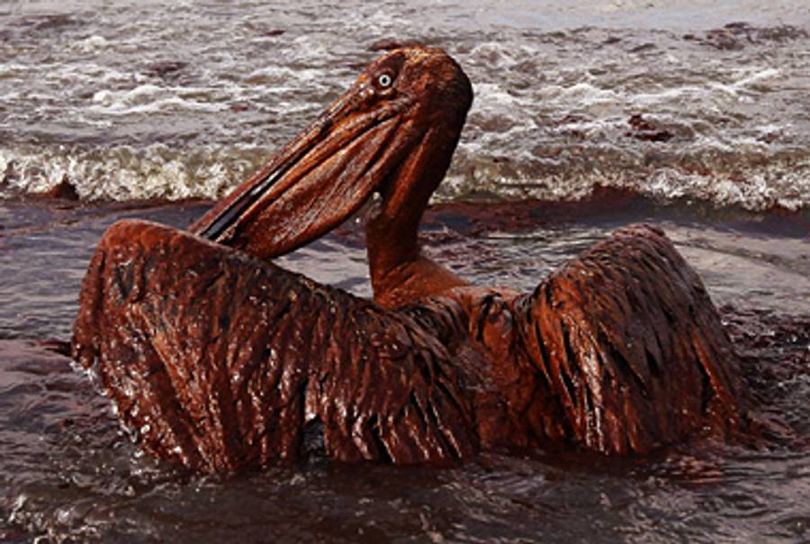 Pelican, East Grand Terre Island, Louisiana, June 4, 2010.(Win McNamee/Getty Images)