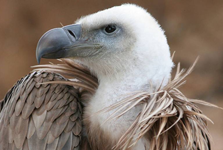 A griffon vulture (we cannot confirm it is the griffon vulture).(Wikipedia)