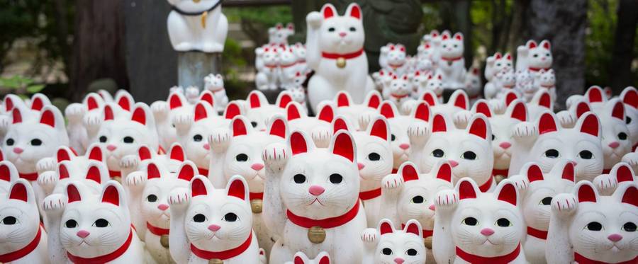 Japan Animal Cat Day