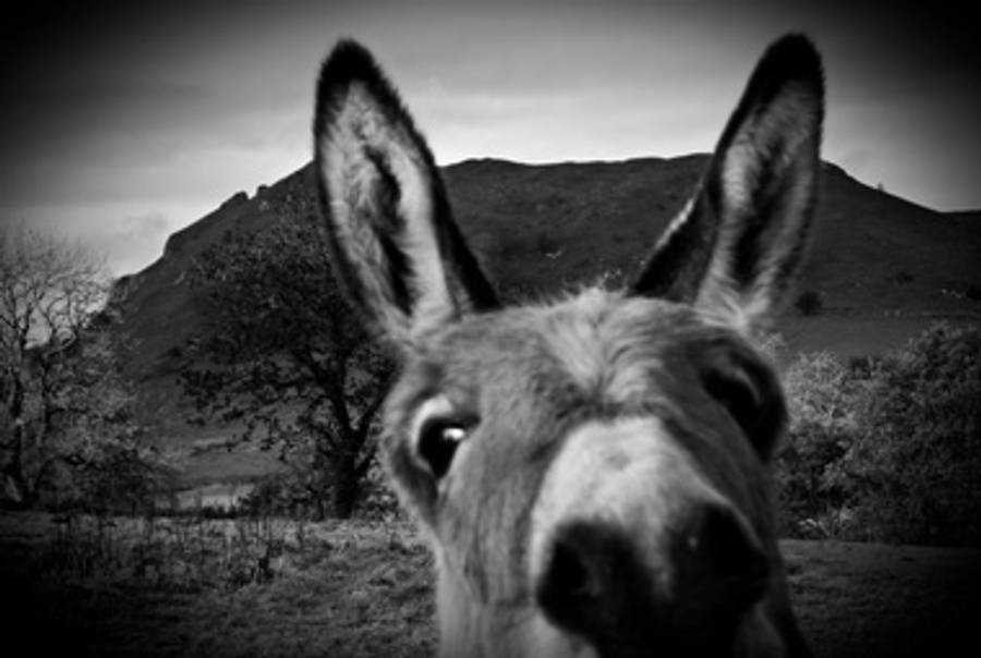 (I have a problem with my camera - sometimes when taking landscape shots a donkey appears in shot by publicenergy / Dave Wild; some rights reserved.)