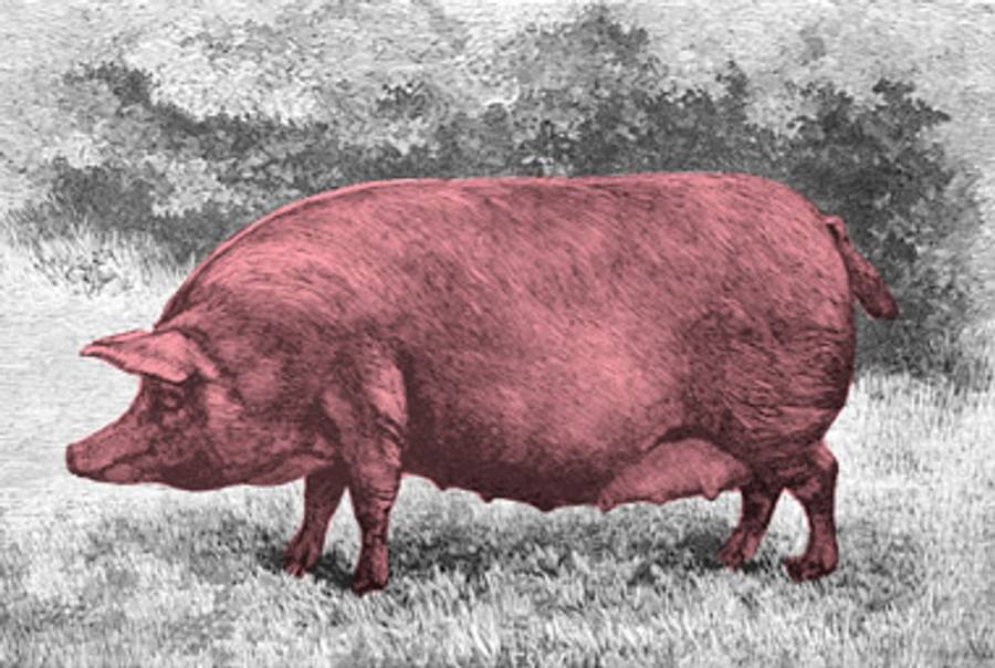 (From Pigs: Breeds and Management, by Sanders Spencer (Vinton & Company, 1897))