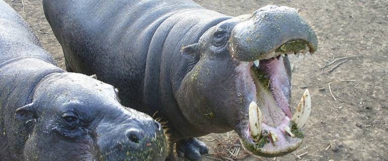 A pair of hungry, hungry pygmy hippos at the Mount Kenya Wildlife Conservancy, 2008. 