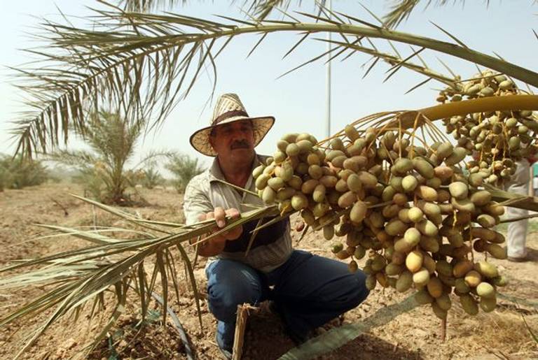 A date-palm farmer in Iraq, where officials are working to rebuild the country’s crop.