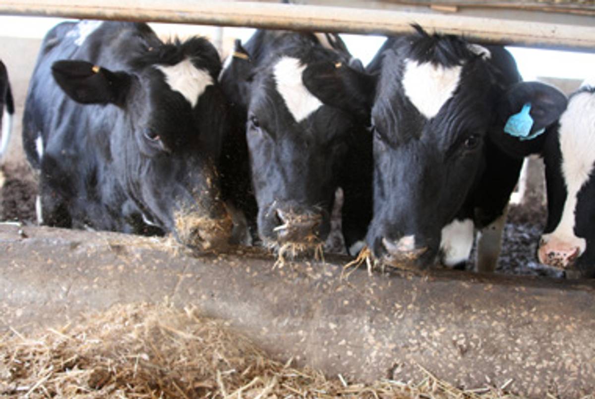 Cows grazing on kosher-for-Passover feed in Ma'aleh Hahamisha, outside of Jerusalem.(Daniella Cheslow)