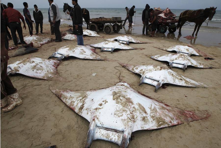 Palestinian fishermen collect several Manta Ray fish that were washed up on the beach in Gaza City on February 27, 2013. (MOHAMMED ABED/AFP/Getty Images)