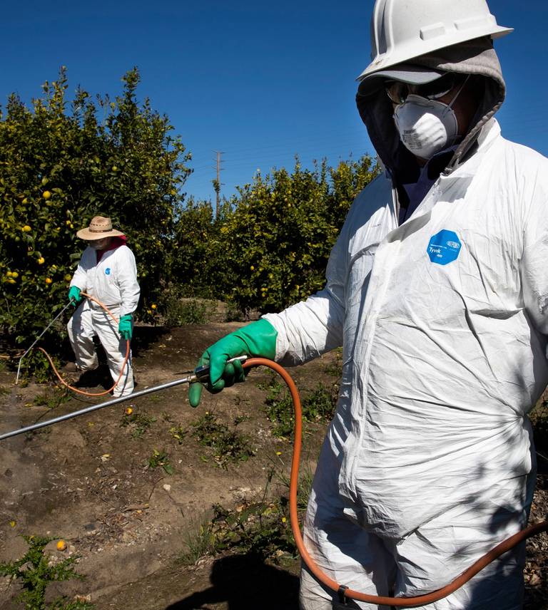 Agricultural laborers spray against insects and weeds inside the orchards of a fruit farm in Mesa, California. In this time of the COVID-19 pandemic, agricultural workers have become essential workers in the race to maintain America’s food supply while simultaneously staying healthy.