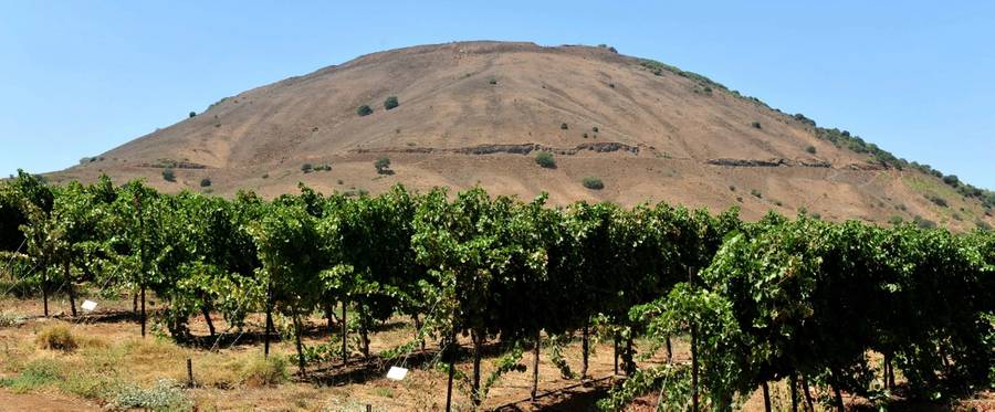 A vineyard in the Golan, Israel