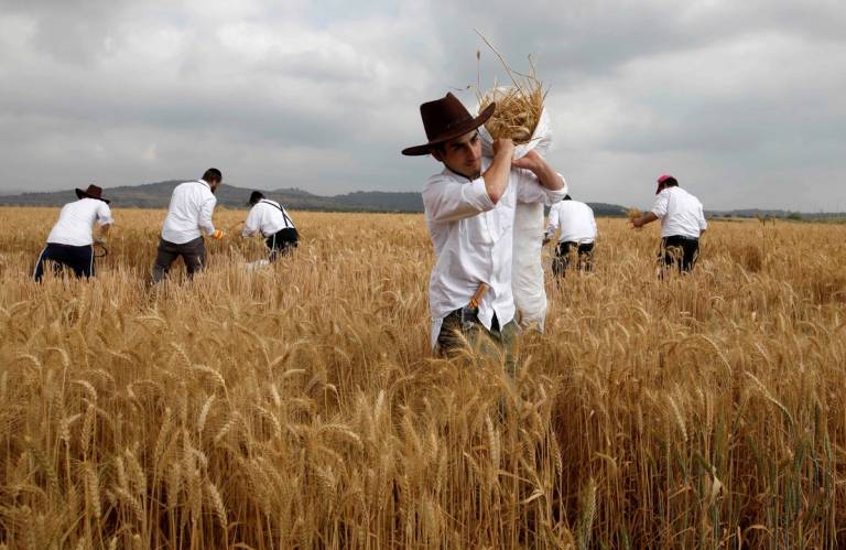 Orthodox Jewish men harvest wheat for Passover in a field near Modiin, Israel, 2021