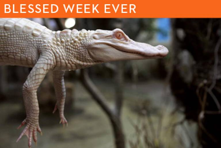 An albino alligator in Pierrelatte, France.(Philippe Desmazes/AFP/Getty Images)