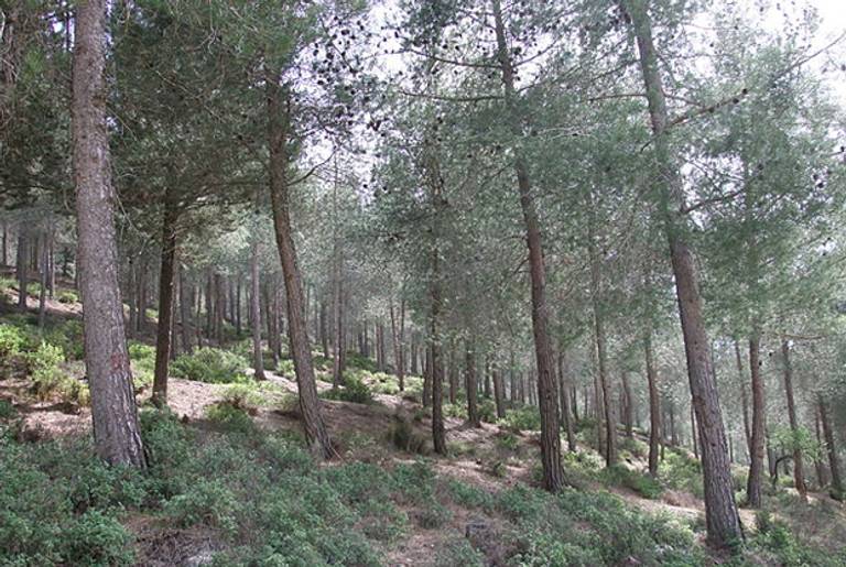 Jerusalem forest. (Wikimedia)