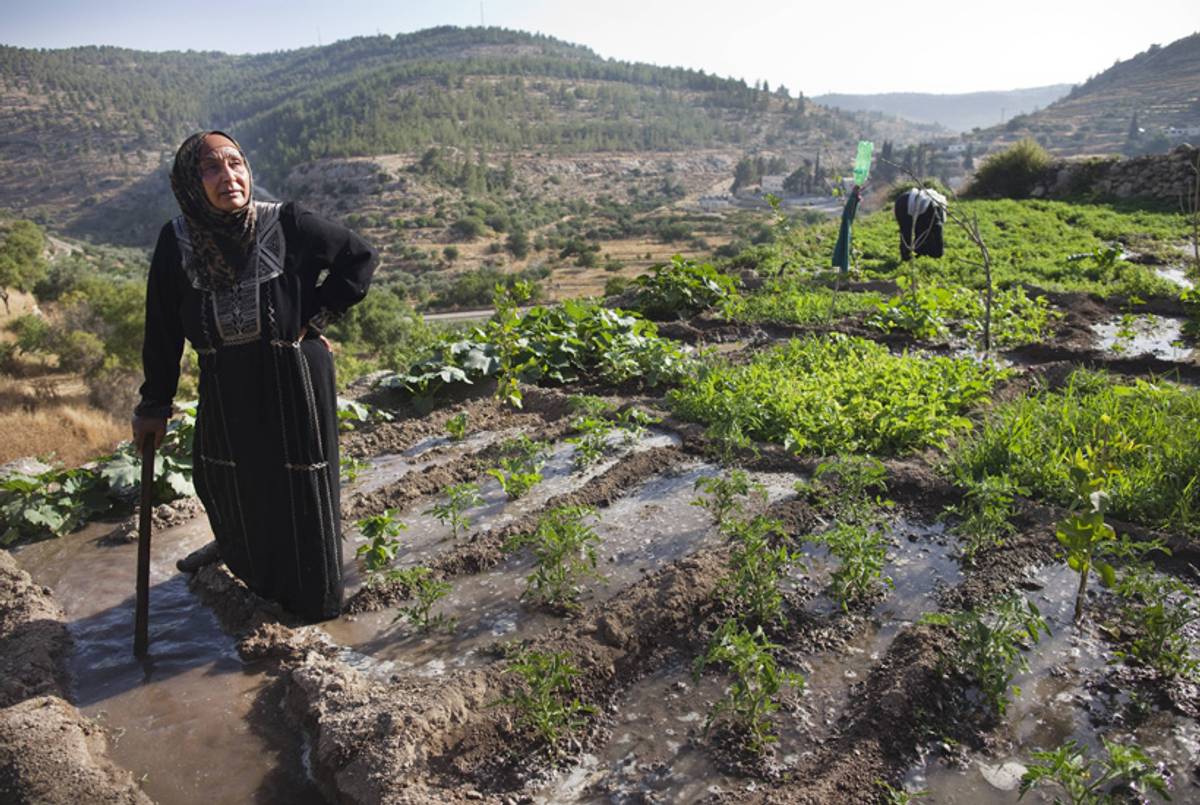 A Palestinian farmer irrigates her land in the West Bank village of Battir, located between Jerusalem and Bethlehem, on June 17, 2012.(Menahem Kahana/AFP/Getty Images)