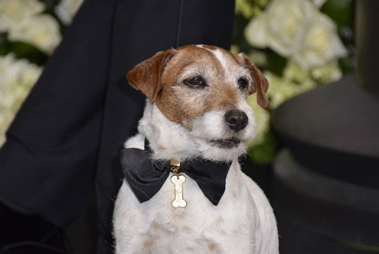 Uggie of the Oscar-winning The Artist at the ceremony last night. (Joe Klamar/AFP/Getty Images)