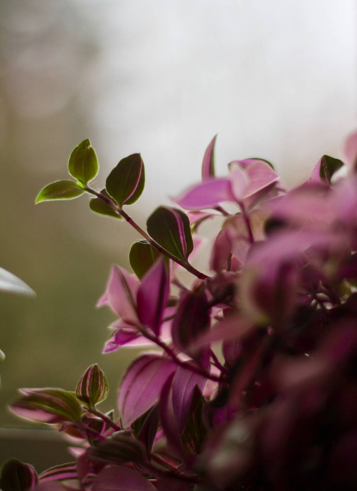 Christian Petzold/Unsplash